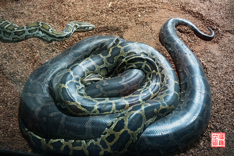 Dunkler Tiger-Python